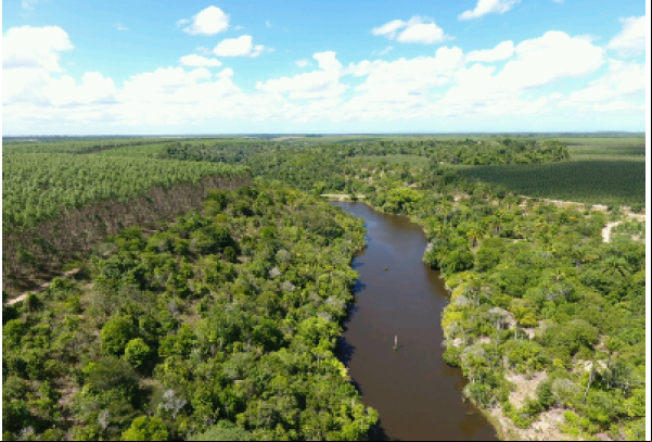 Suzano reforça compromisso ambiental com corredores para interligar fragmentos da Mata Atlântica