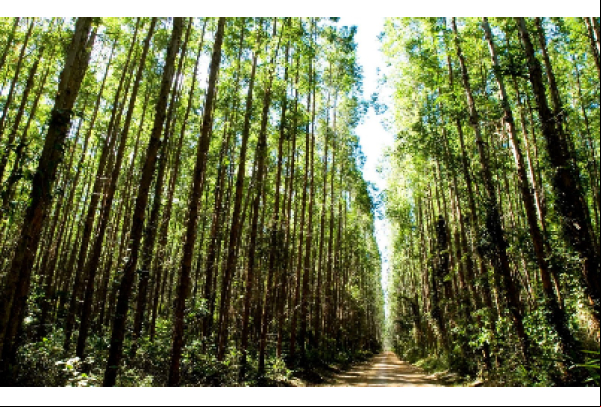 Suzano alcança redução histórica de 61% nos incêndios em suas áreas florestais com ações estratégicas e tecnologia