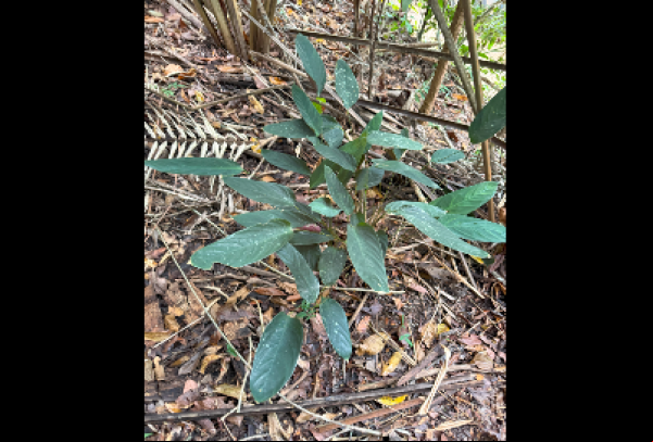 Três novas espécies de plantas da Mata Atlântica foram descobertas a partir de material do herbário da Reserva Natural Vale em Linhares (ES)