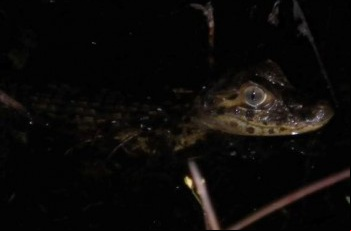 Ãrea conservada pela Fibria abriga diversas espÃ©cies de rÃ©pteis e anfÃ­bios