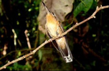 Monitoramento da Fibria no EspÃ­rito Santo registra espÃ©cies de aves raras