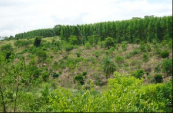 Restauração florestal: Fibria concentra esforços no Espírito Santo